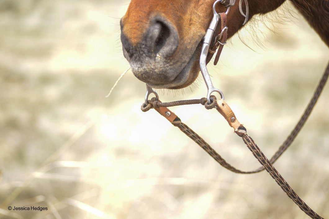 Rawhide Bit Hobble